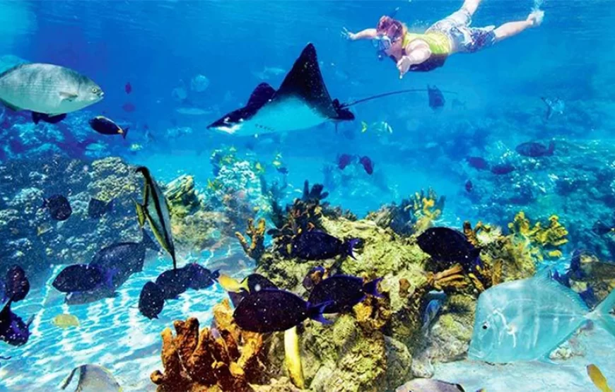 Day Trip to Tiran Island