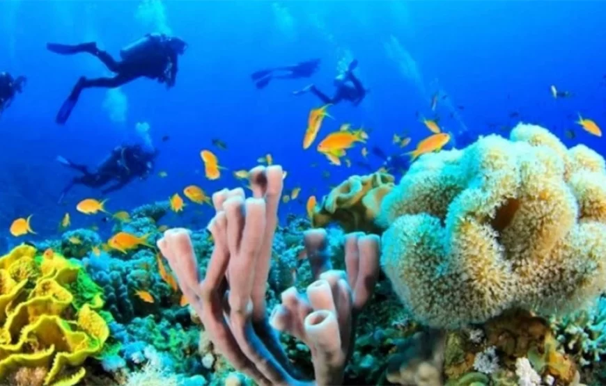 Intro Diving in Sharm El-Sheikh