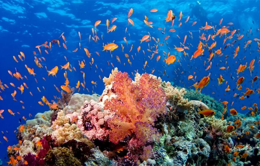 Ras Mohamed Snorkeling Trip