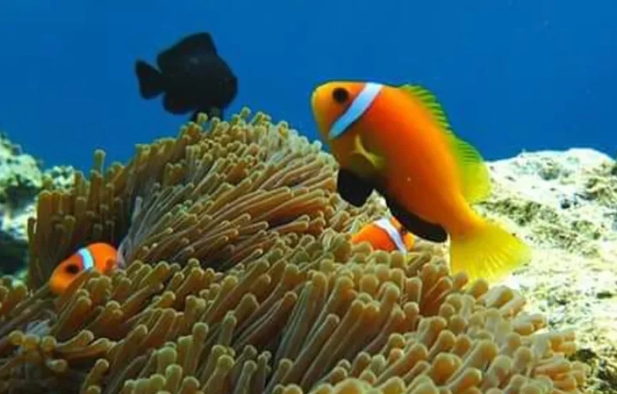 Giftun Island Snorkeling Trip