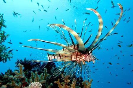 Giftun Island Snorkeling Trip