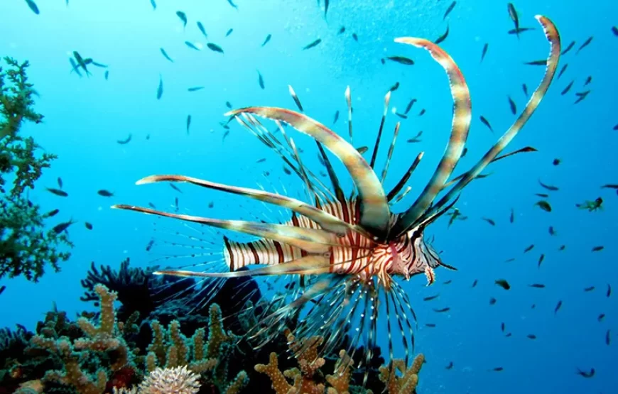 Giftun Island Snorkeling Trip