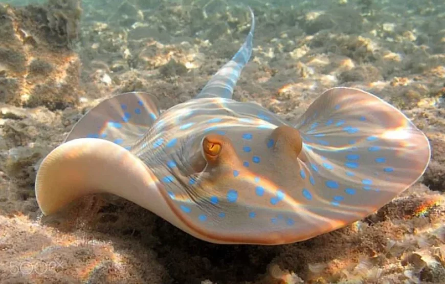 Giftun Island Snorkeling Trip